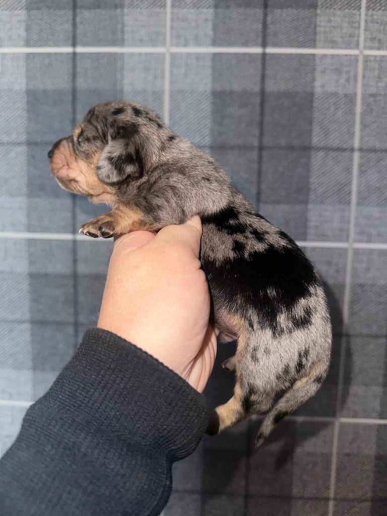 Kc reg Minature Dachshunds