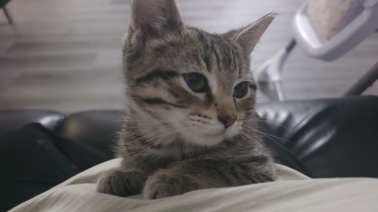 Female Tabby Kitten (4 months) 