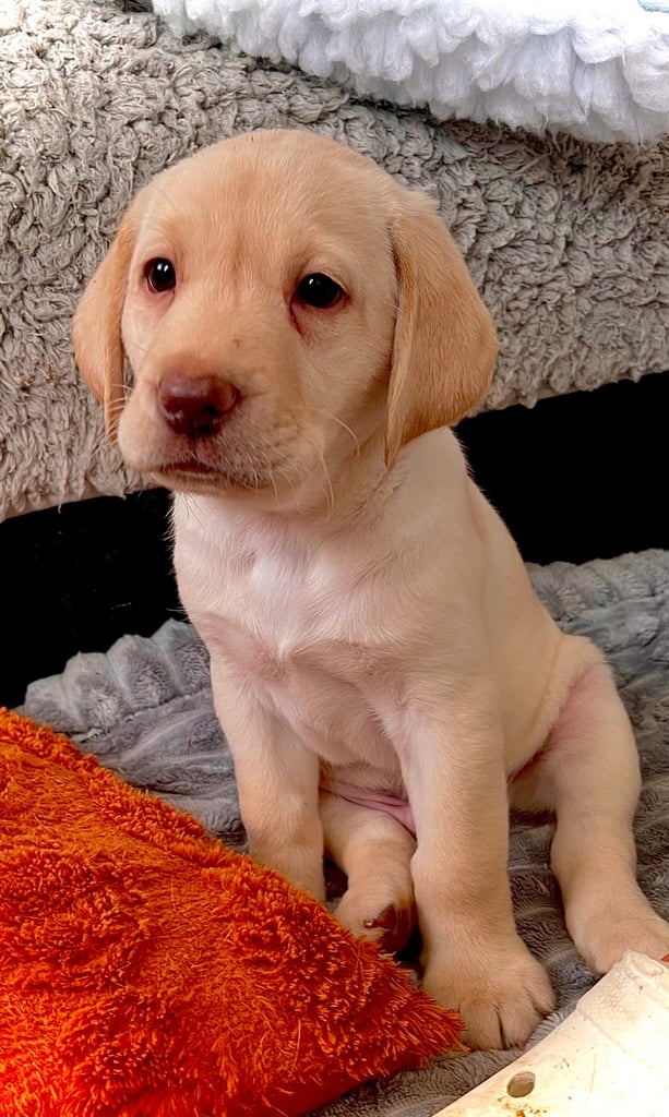 8 superb kc reg Labrador puppies ( 6 days and your pup can come home!!)—