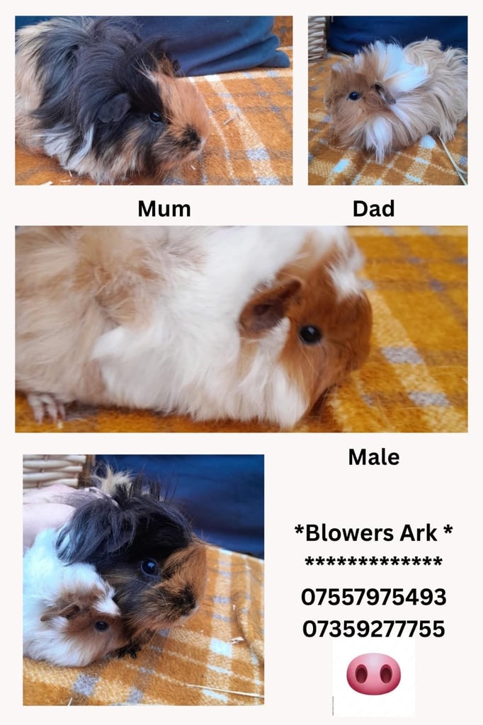 Guinea pigs for sale