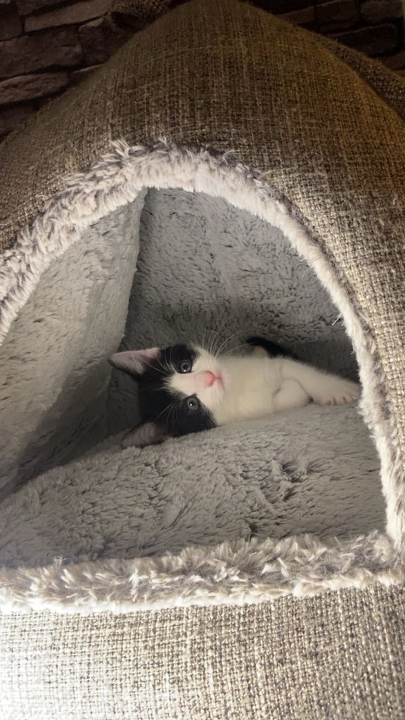 Cute  kitten for sale ready for rehoming 🏡 