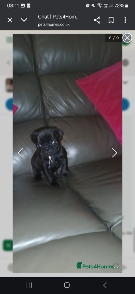 Pug puppies 