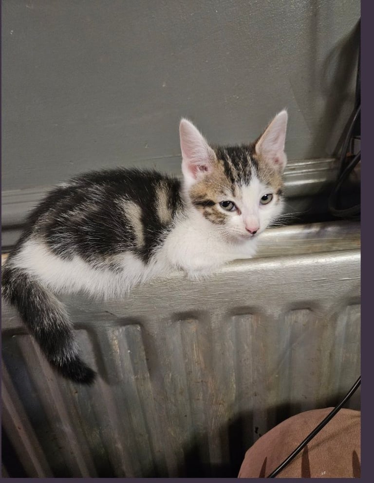 Beautiful boy  ready for his forever home 