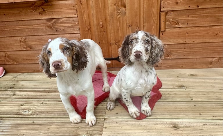 image for  cocker spaniels