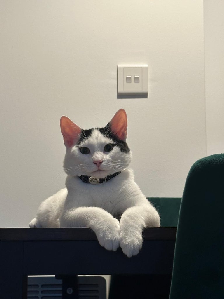 Kitten 