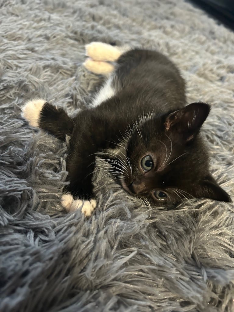 Kittens for sale 🐈‍⬛ 