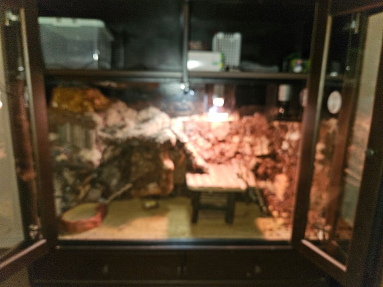 Rankins dragon,and full set up