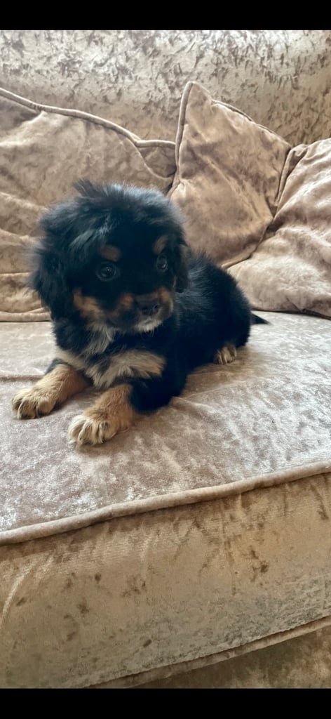 8 Beautiful cocker spaniel puppies for sale