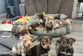 XL BULLY PUPPIES FOR SALE