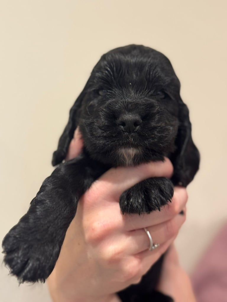 Beautiful black cocker spaniel puppies 