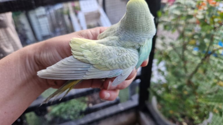 2x baby budgies £50 each