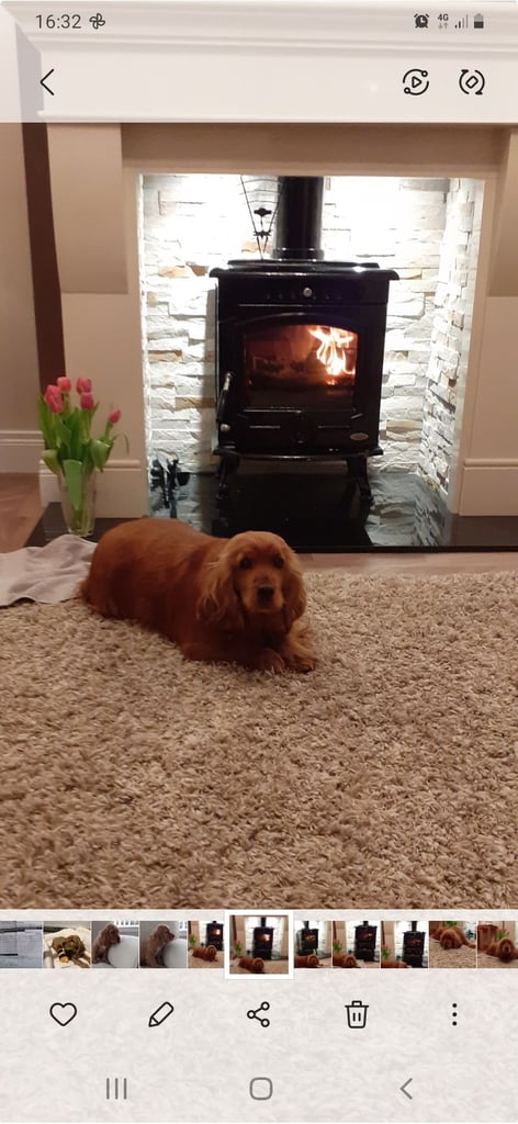 Show Type Cocker Spaniel Puppies