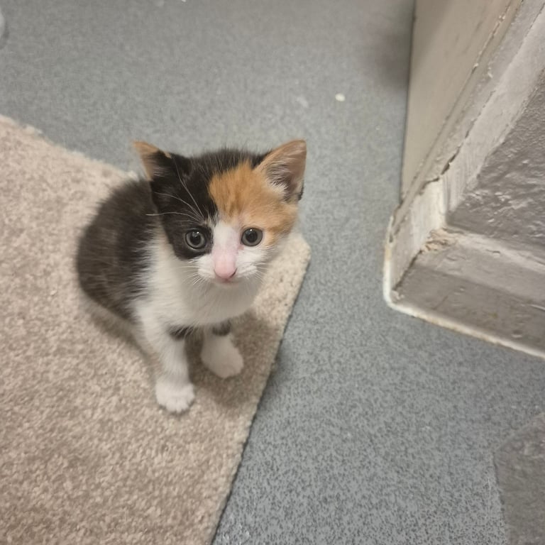 Gorgeous kittens for sale