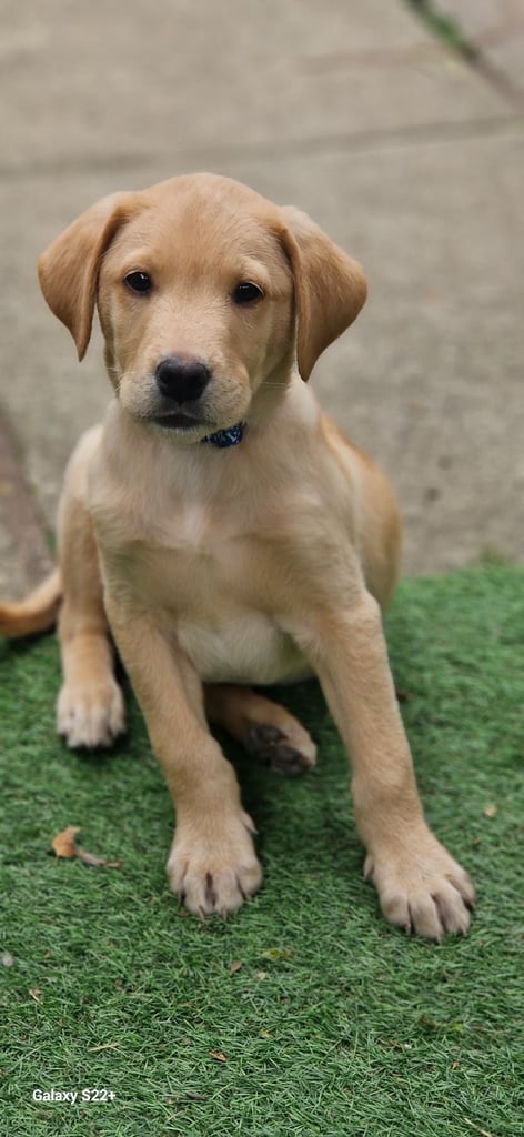 Lab puppy golden