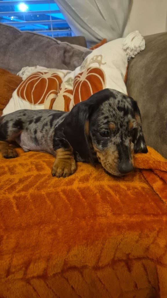 Miniature dachshund puppies 