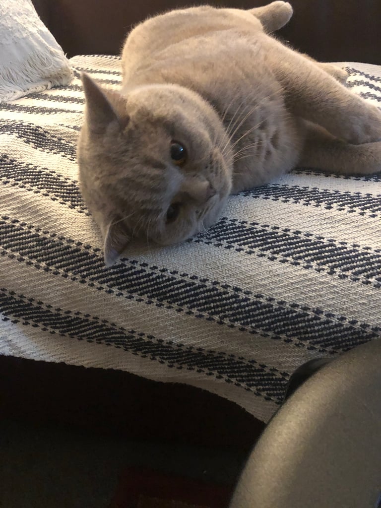 British Shorthair Cat