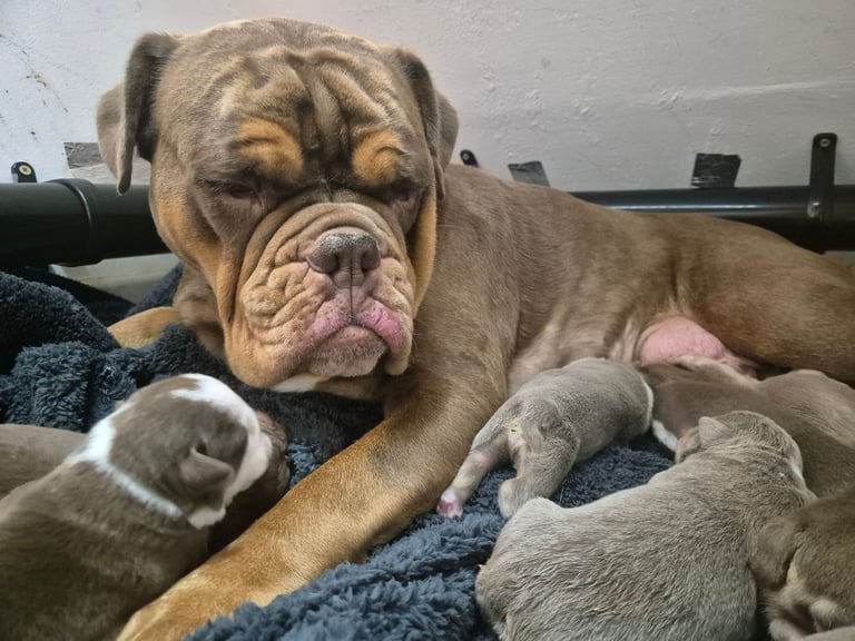 Olde english x english bulldog 