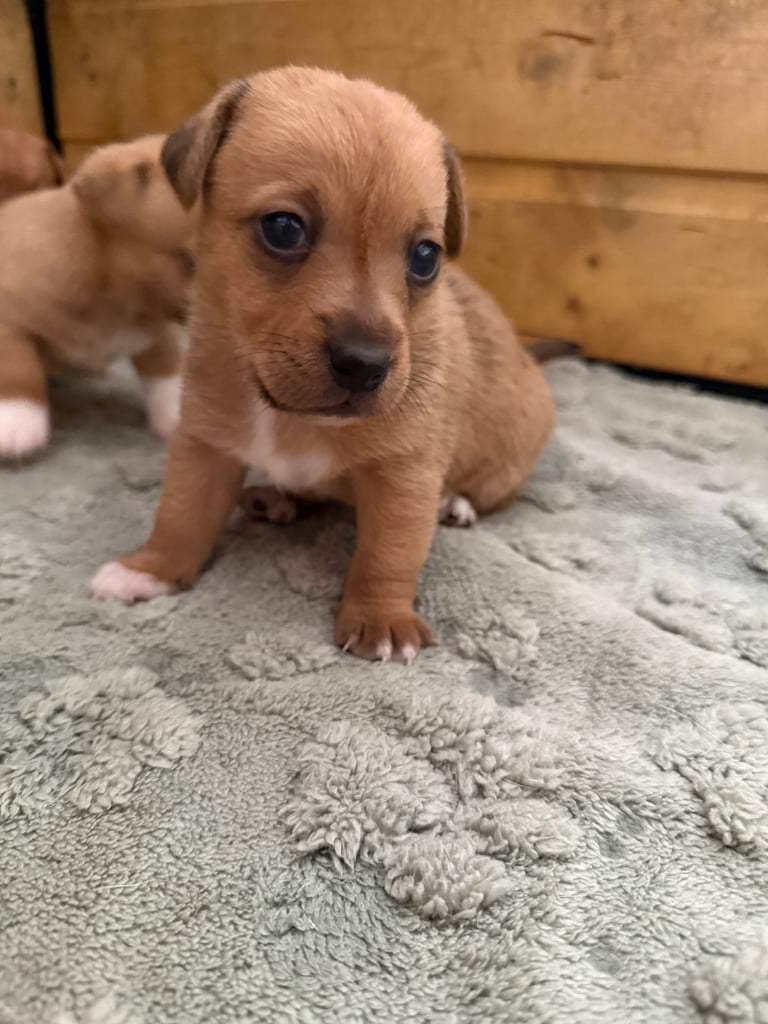 Miniature Jack Russell Pups