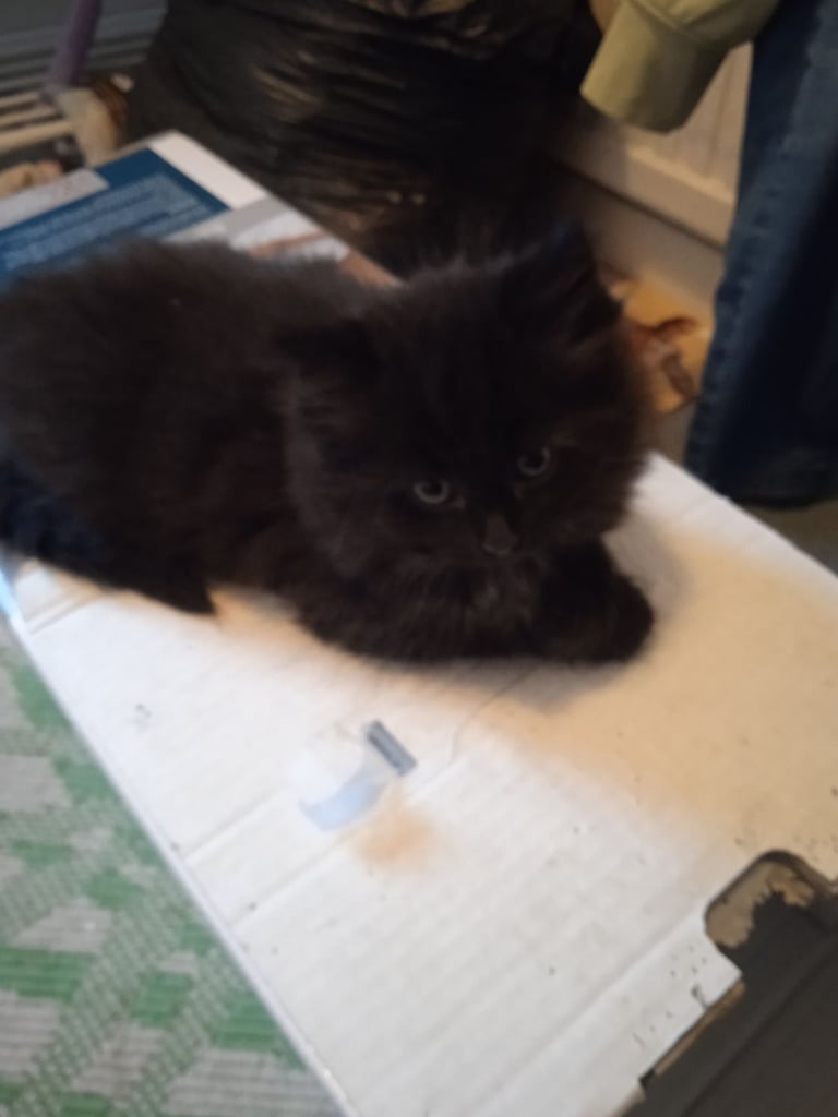 Three kittens for sale £100