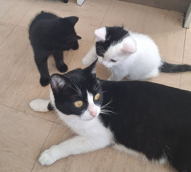 Kittens Beautiful one left black kitten girl  