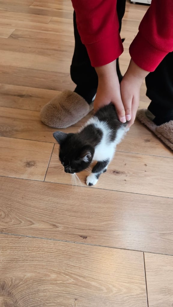 British short hair tabby Kitten for sale 