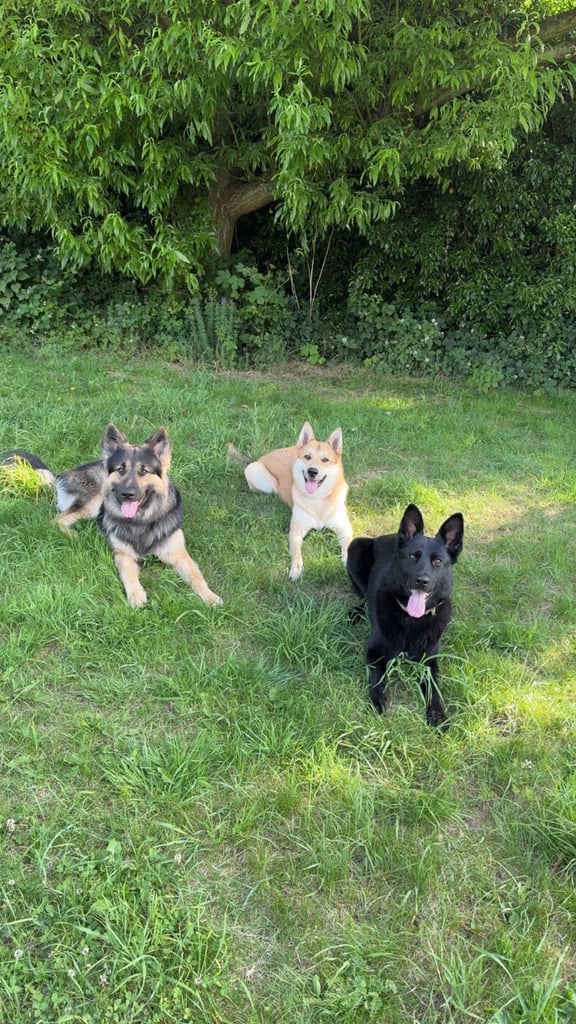 German shepherd puppies 