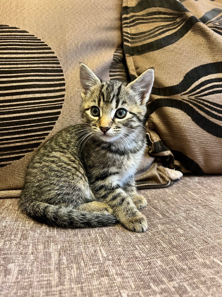  cute kittens
