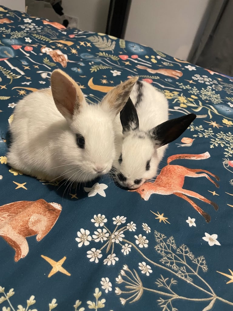 image for 2 Female Lop x English Spot Rabbits 
