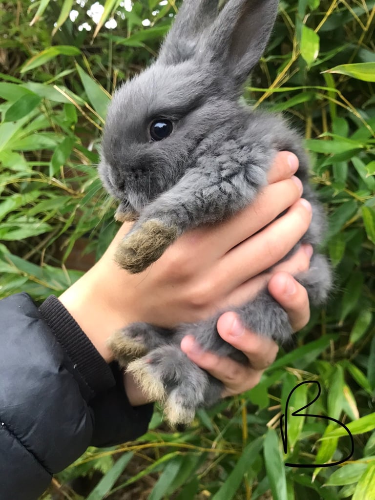 Baby rabbits ready now last 2 boys