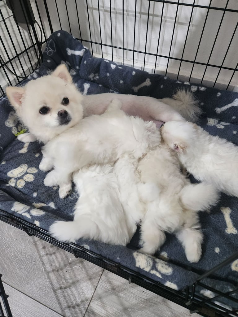 Pomeranian puppys 