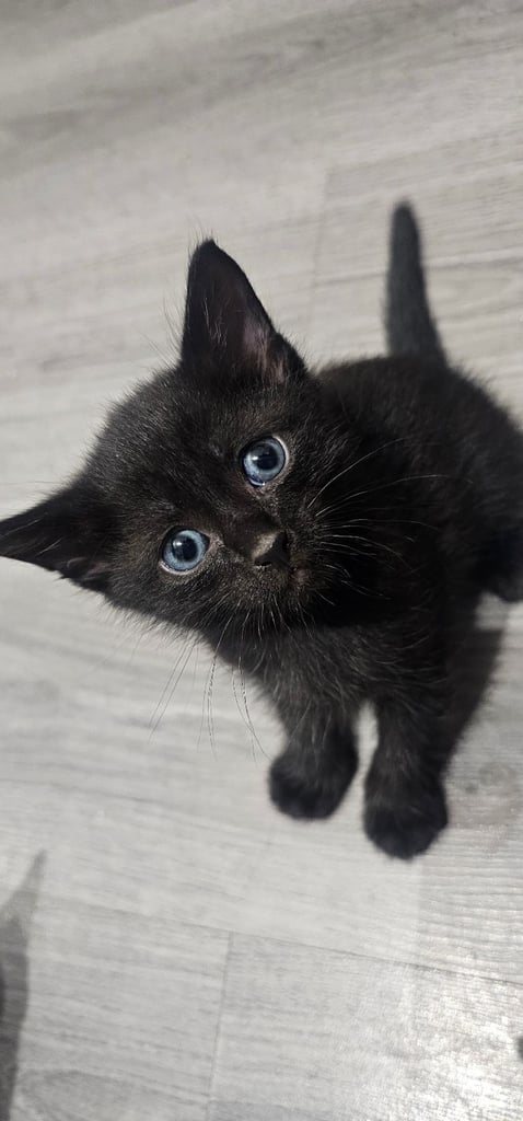 🐾 Adorable Black Kittens 🐾