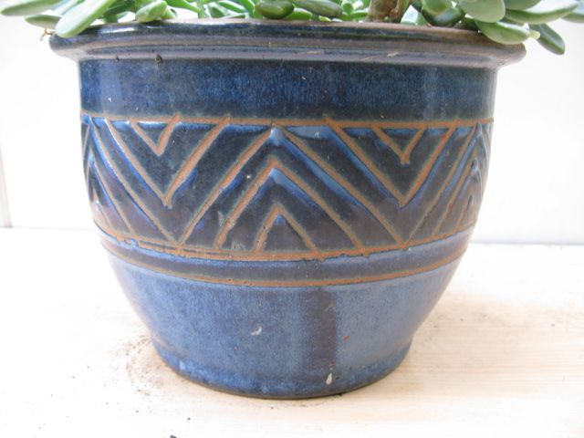 Echeveria or Ghost Plant in large terracota pot
