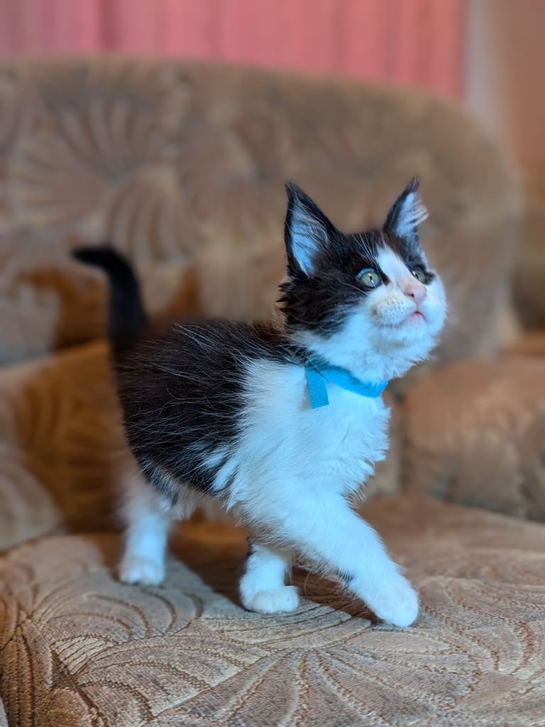 🐾 Giant GCCF Maine Coon Kitties 🐾