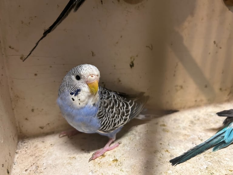 Budgies for sale, splits, all in good health