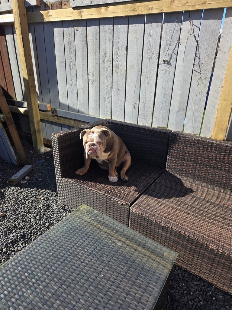 image for British bulldog 