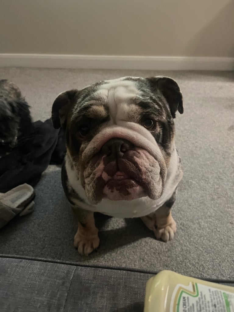 British Mearle Bulldog