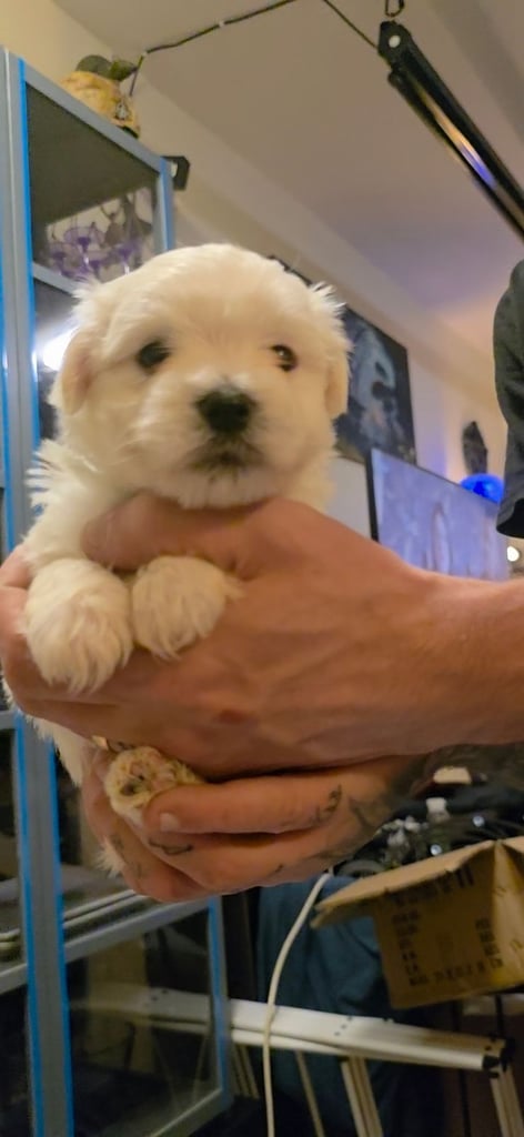 Adorable Maltese  Puppies 