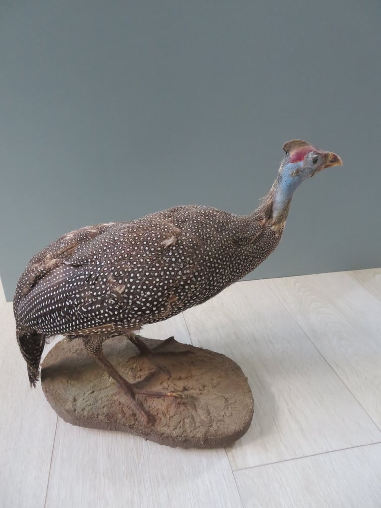 South African Guinea Fowl