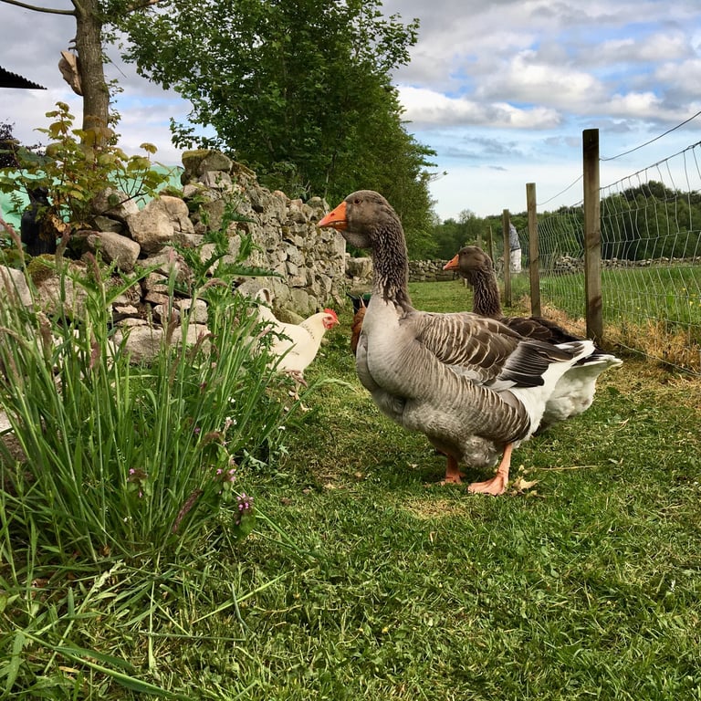 Wanted detached rural house to rent long term by quiet married couple 