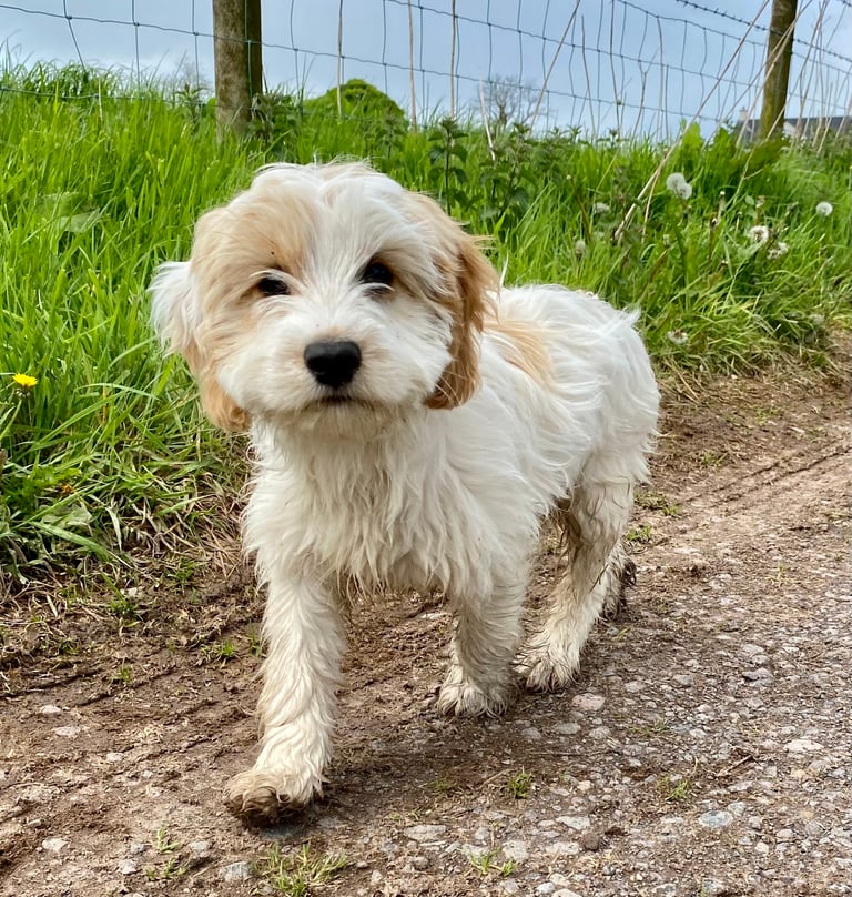 Cavapoo pup female. White and brown spots. Micro chipped