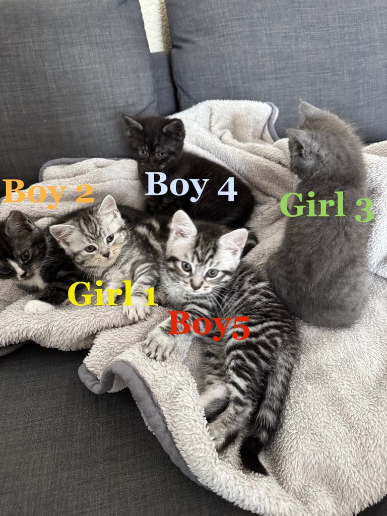 Maine Coon Mix Kittens - All Sold Now