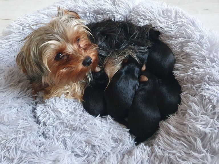 Yorkshire terrier puppies 