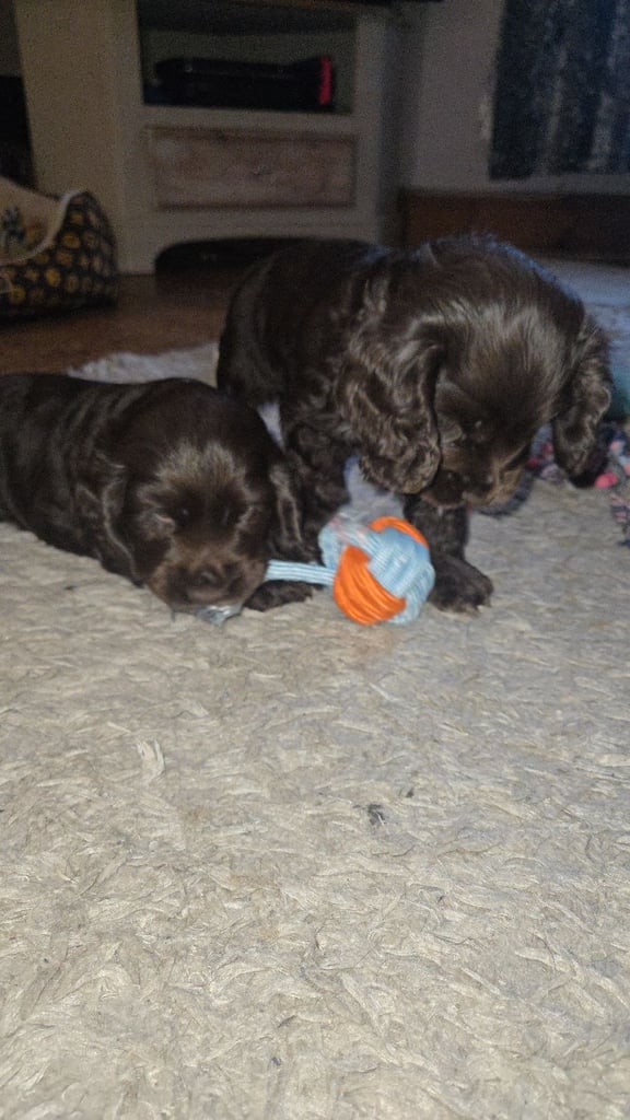 Puppy available now. Chocolate show  type cocker spaniel female. AMAZING PUP