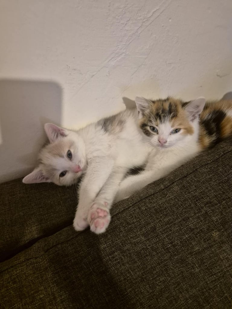 2 female kittens 