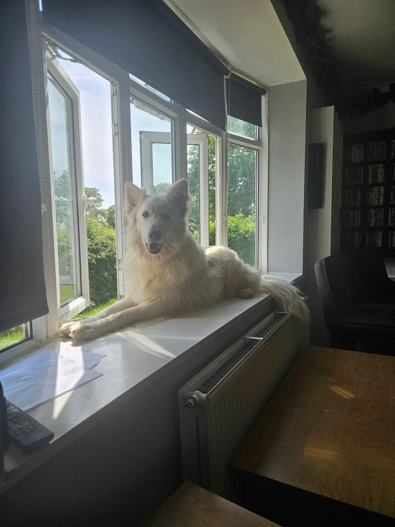 Pedigree jewel German Shepherd 