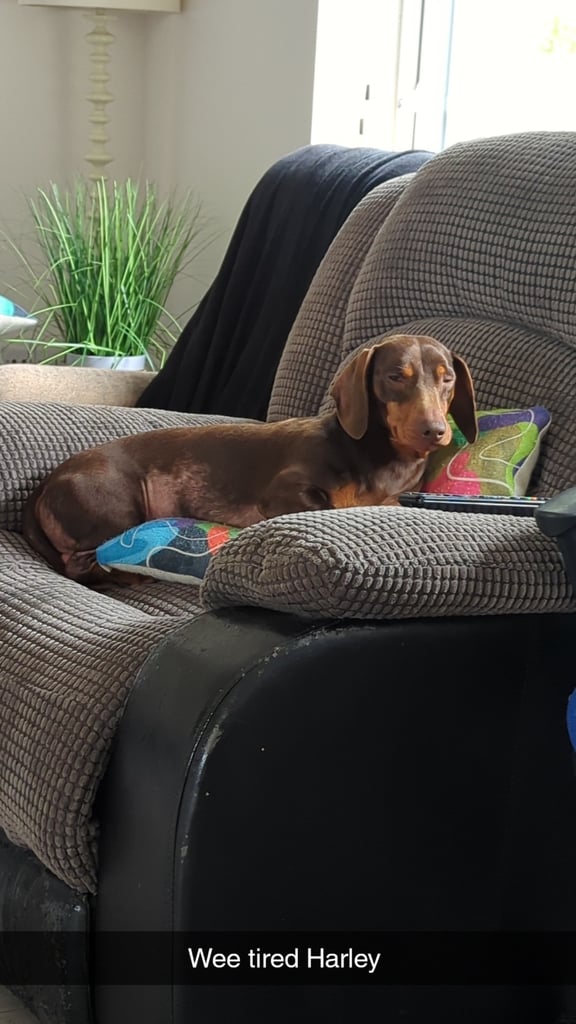 Dachshund 