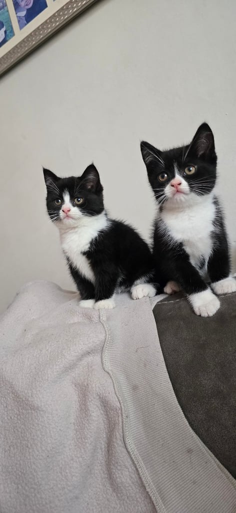 4 Fluffy kittens for sale