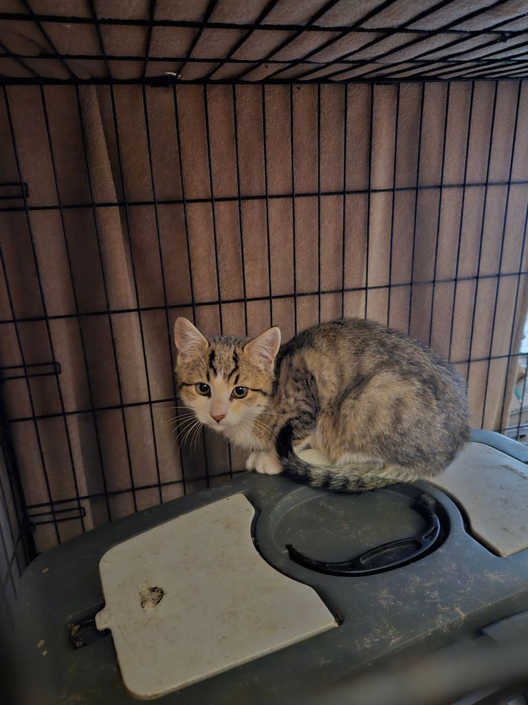 image for Male kitten