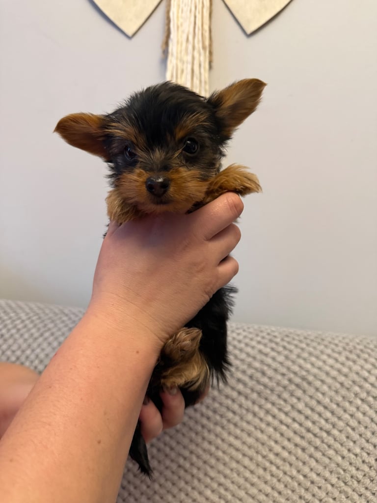 Stunning Yorkshire Terriers for sale