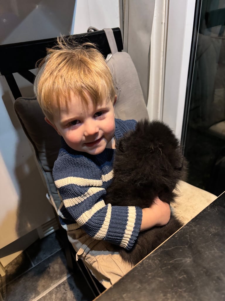 Pomeranian Puppy 